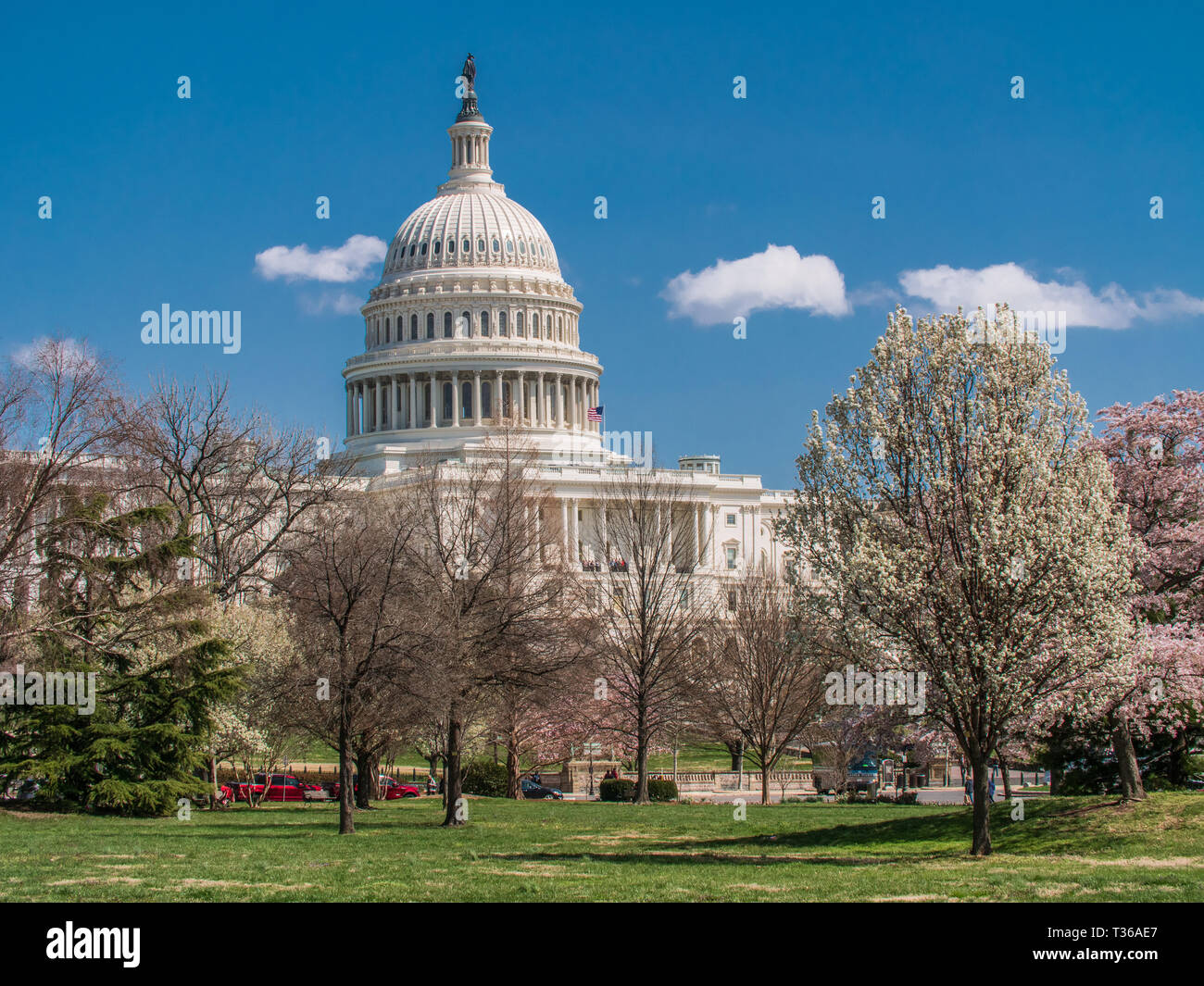 US Capitol Gebäude unter Frühling Baum Blüten Stockfoto