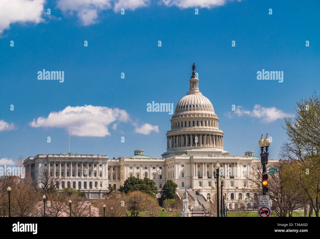 US Capitol Gebäude unter Frühling Baum Blüten Stockfoto