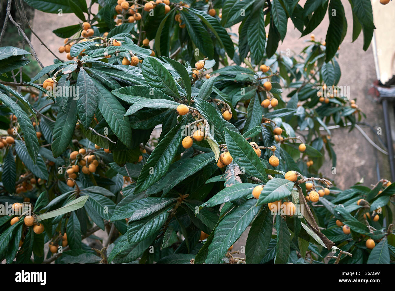 Eryobotria japonica, mispel Obst Stockfoto