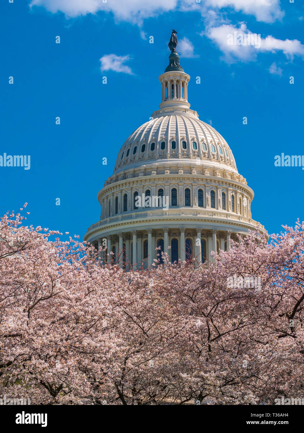 US Capitol Gebäude unter Frühling Baum Blüten Stockfoto