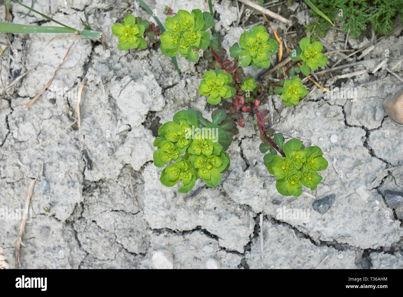 Euphorbia helioscopia in voller Blüte Stockfoto