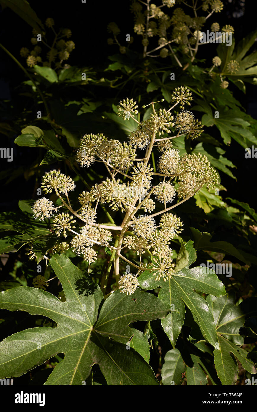 Fatsia japonica in der Blüte Stockfoto