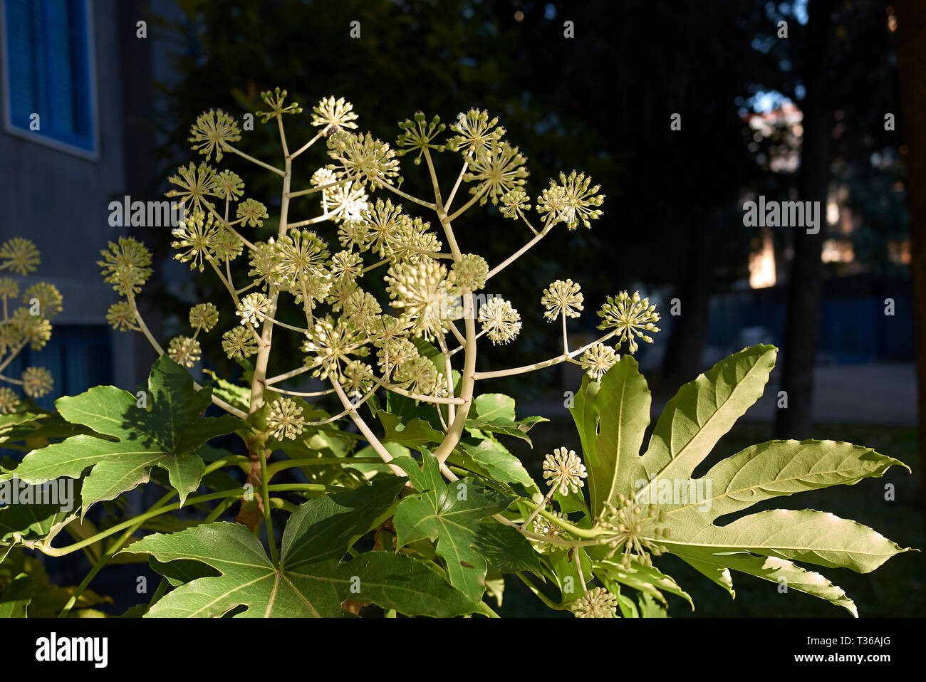 Fatsia japonica in der Blüte Stockfoto