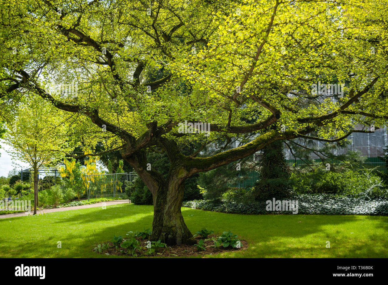 Schwerin, Deutschland - 10. Mai 2014: Alte Ginkgo bilboa Baum aus dem Jahr 1860 im Schlossgarten von Schloss Schwerin im Frühling in Schwerin, Deutschland. Stockfoto