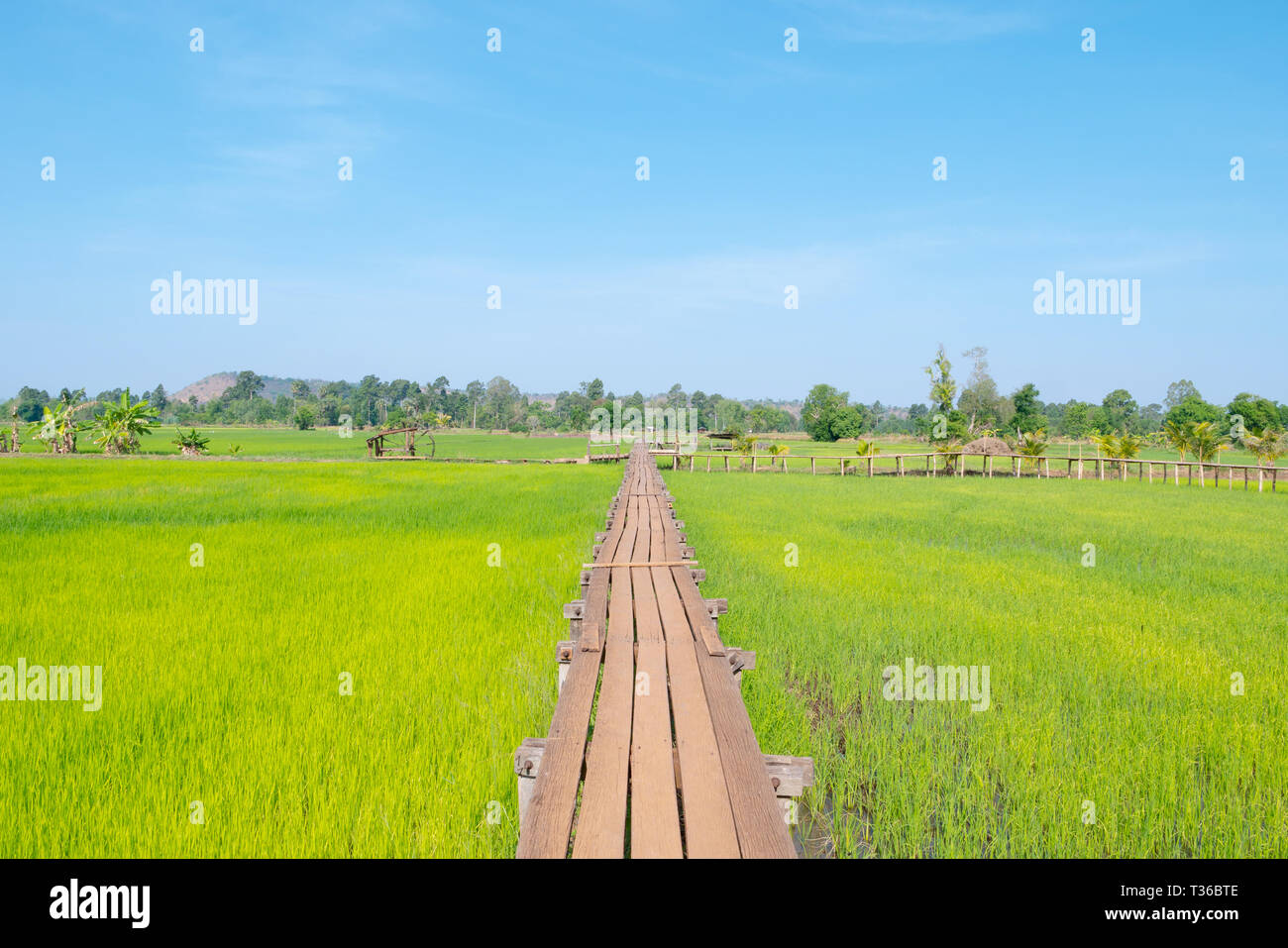 Die alte hölzerne Brücke erstreckt sich in den Reisfeldern. Landschaften grüne Wiese mit blauen Himmel und Holz Gehweg. Stockfoto