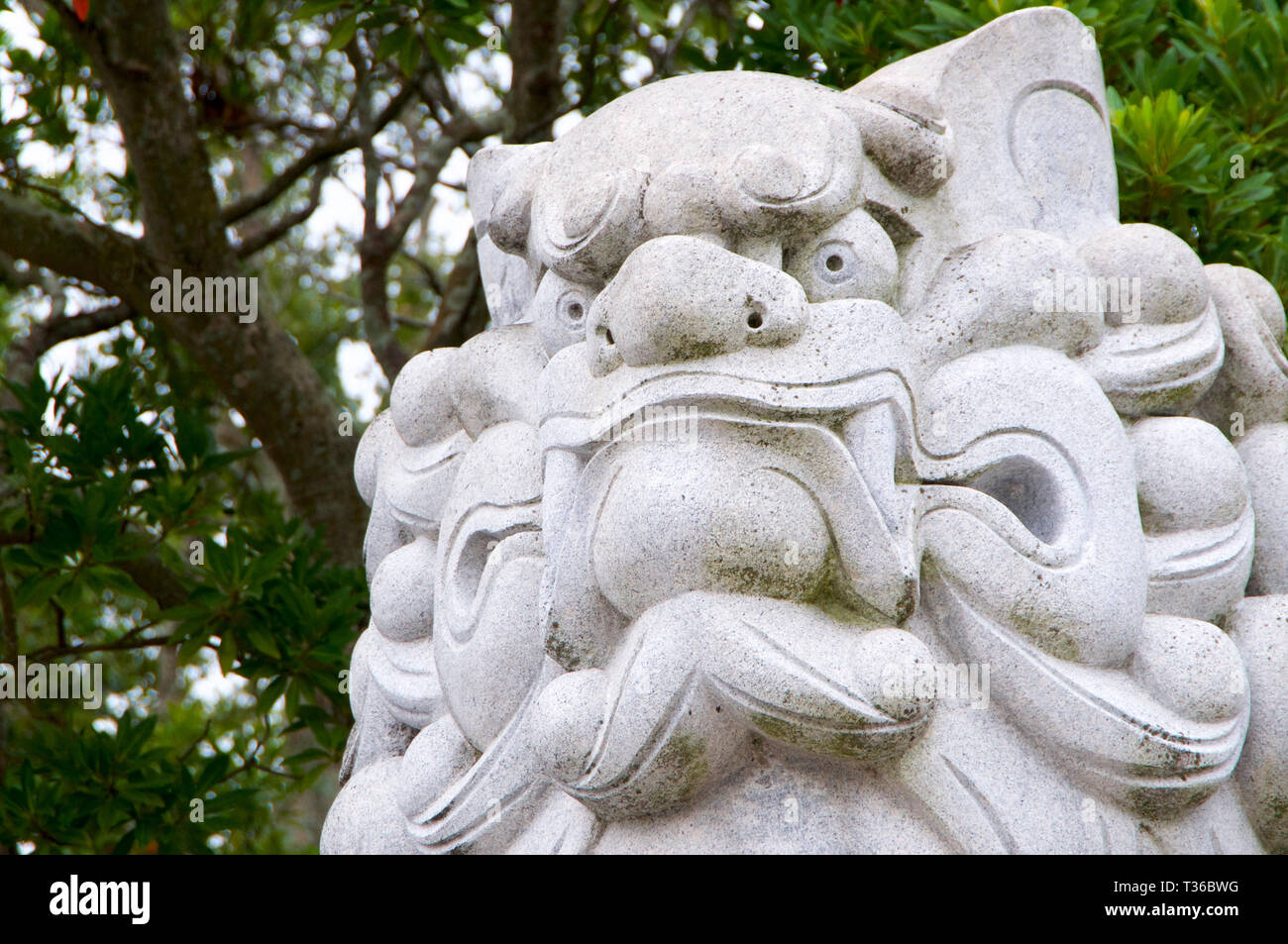 Nahaufnahme Bild der Kopf eines riesigen komainu (Hund - Lion wie Guardian) Stein Statue am Izanagi Schrein auf Awaji Island in Japan Stockfoto