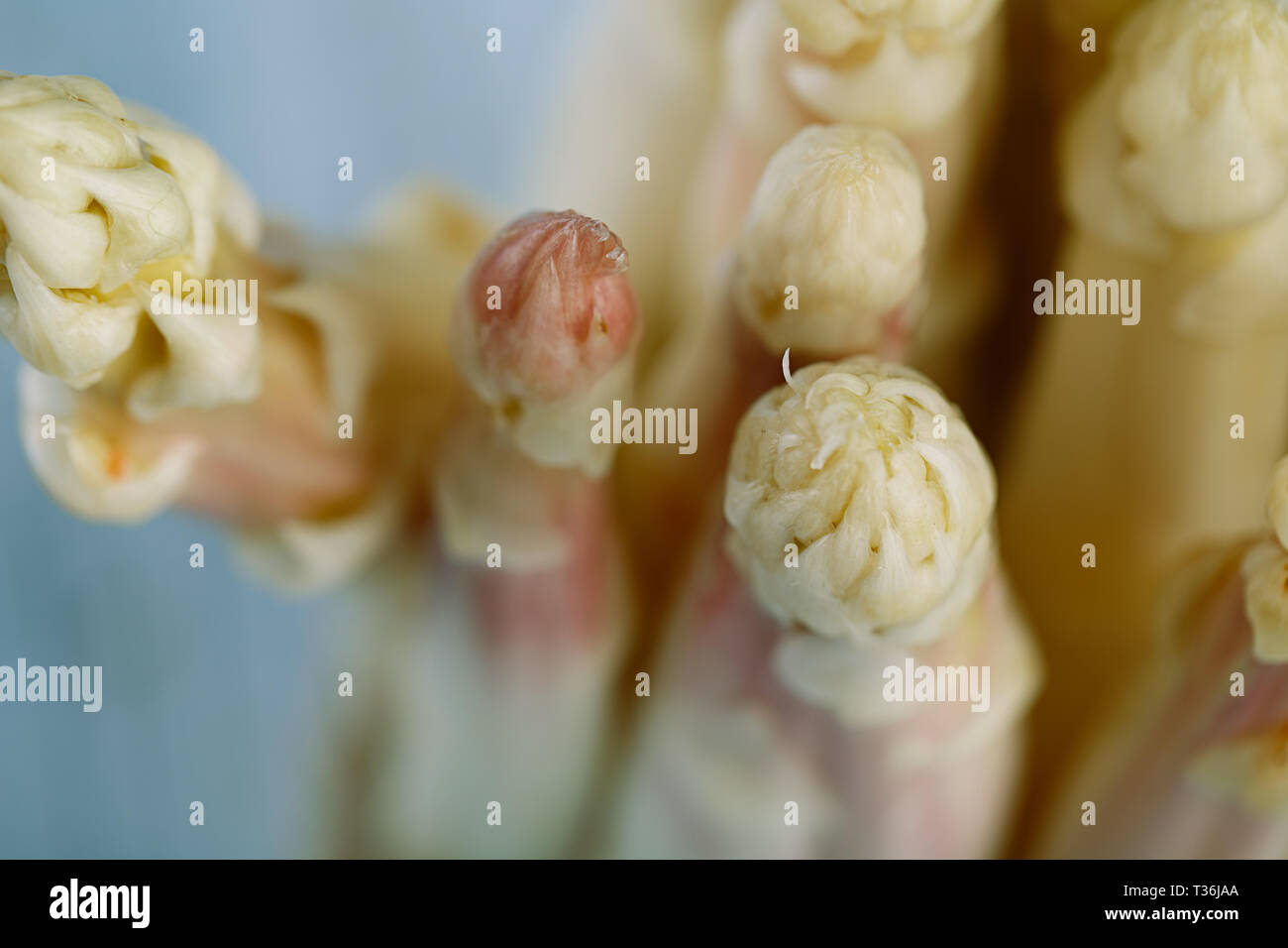 Bündel von frischem ungeschälten weißen Spargel im Frühjahr Stockfoto