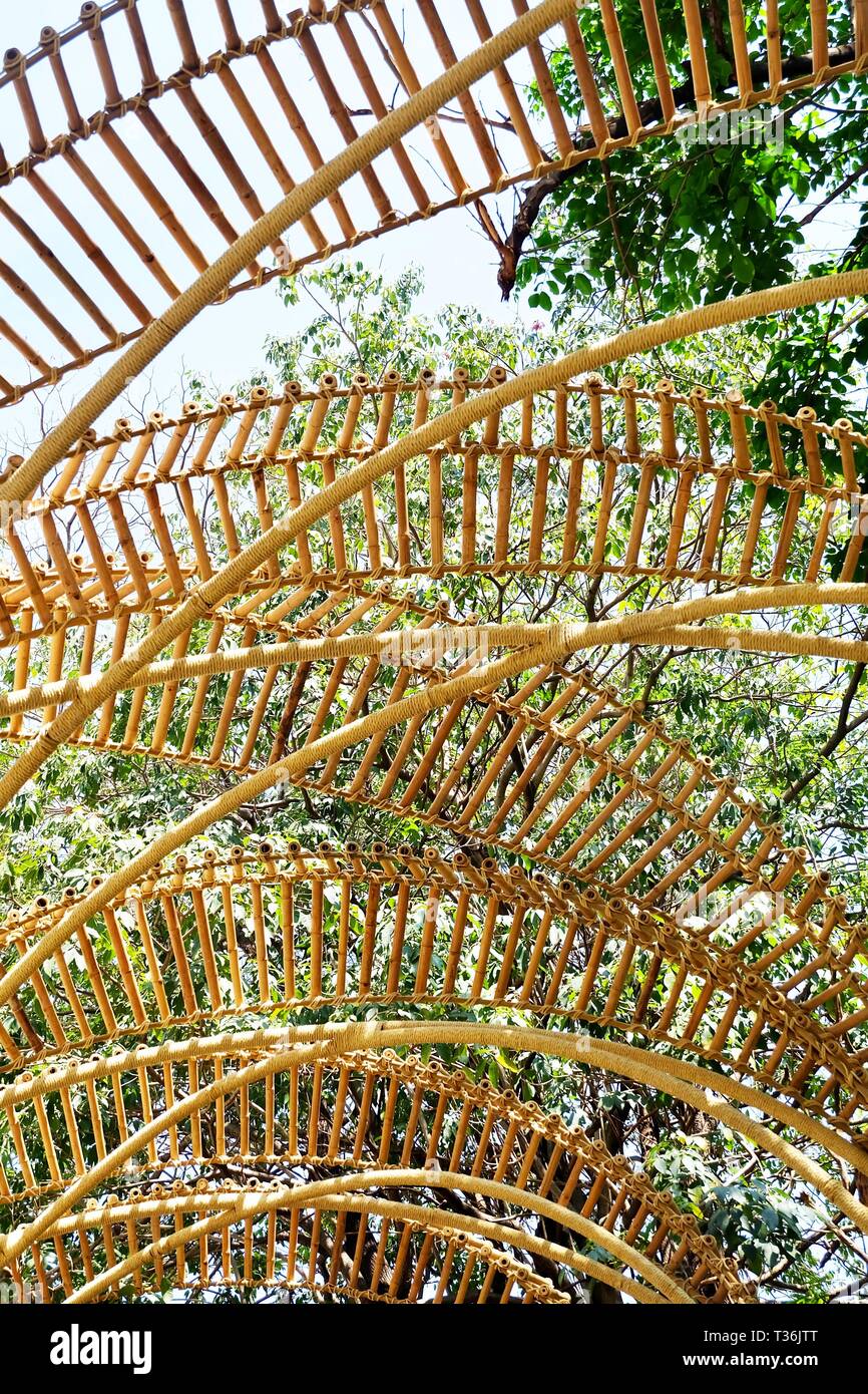 bambus cvece Bambus 'Aureosulcata Spectabilis' - Phyllostachys aureosulcata spectabilis