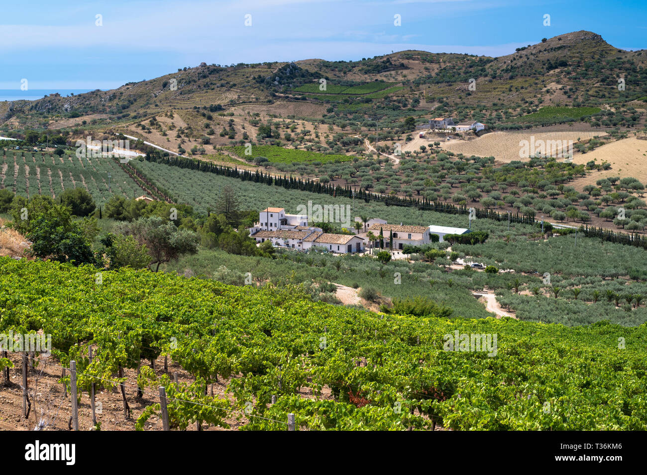Olivenhaine für natives Olivenöl extra Produktion auf rollenden Hügel bei Azienda Agricola Mandranova für palma di montechiaro in Sizilien Stockfoto