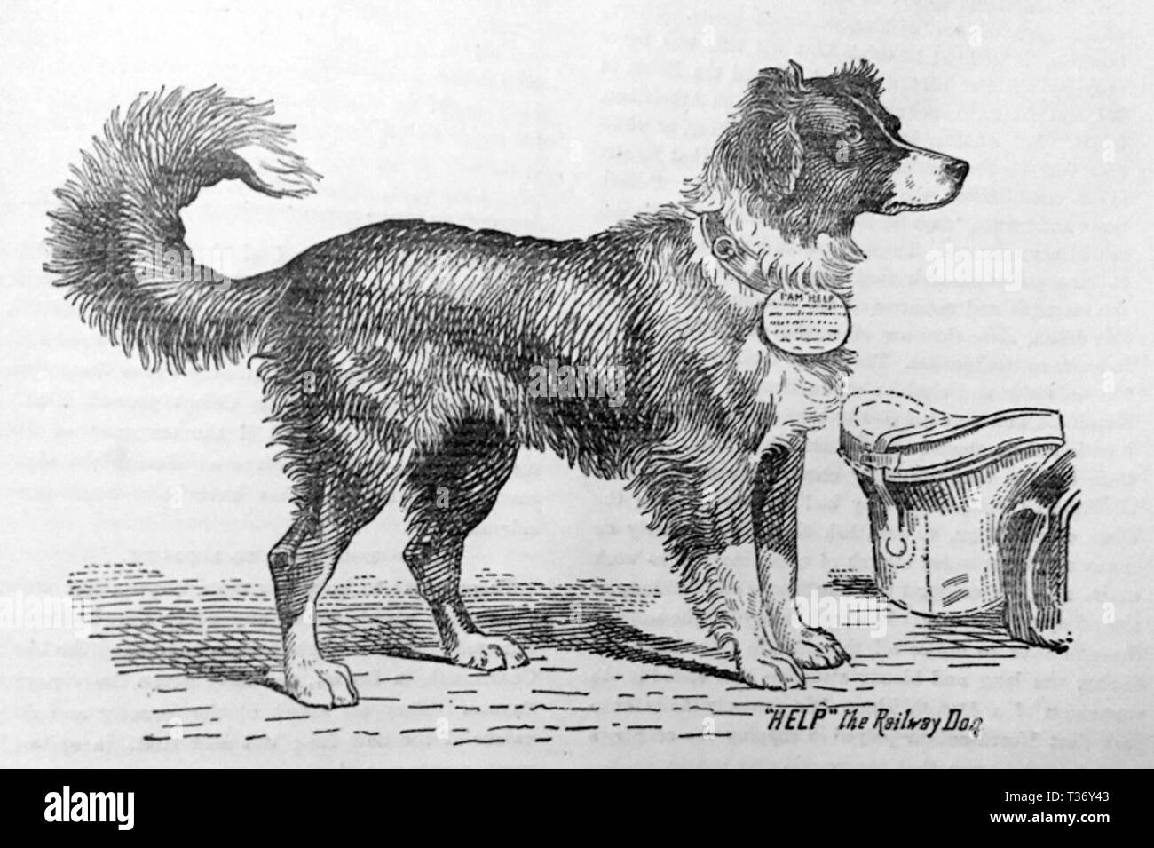 Hilfe, die Bahn Hund Stockfoto