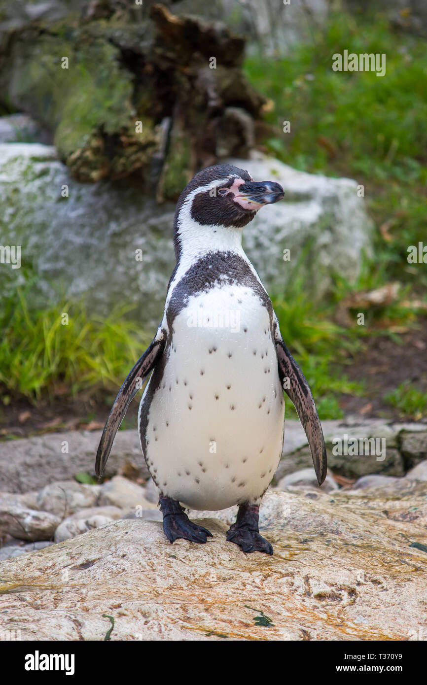 Humboldt Penguin, Spheniscus Humboldti oder Peruanischen Pinguin Stockfoto