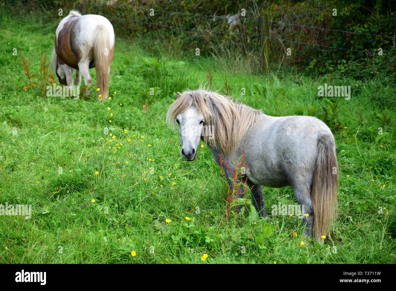 Grau Shetland pony in Irland niedlich. Ein anderes Pferd im Hintergrund. Stockfoto