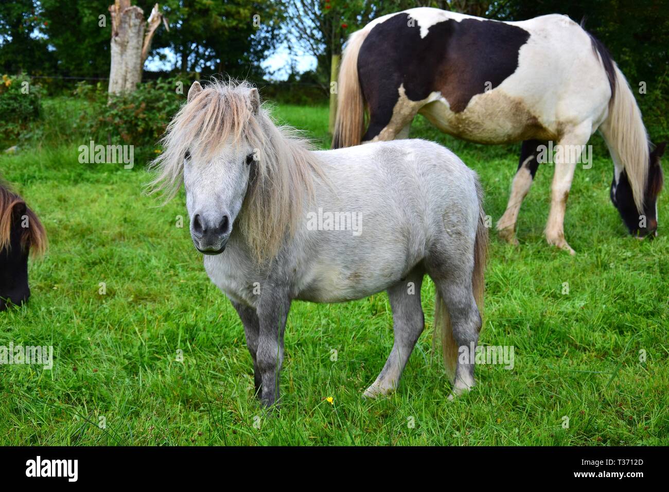 Grau Shetland pony in Irland niedlich. Ein anderes Pferd im Hintergrund. Stockfoto