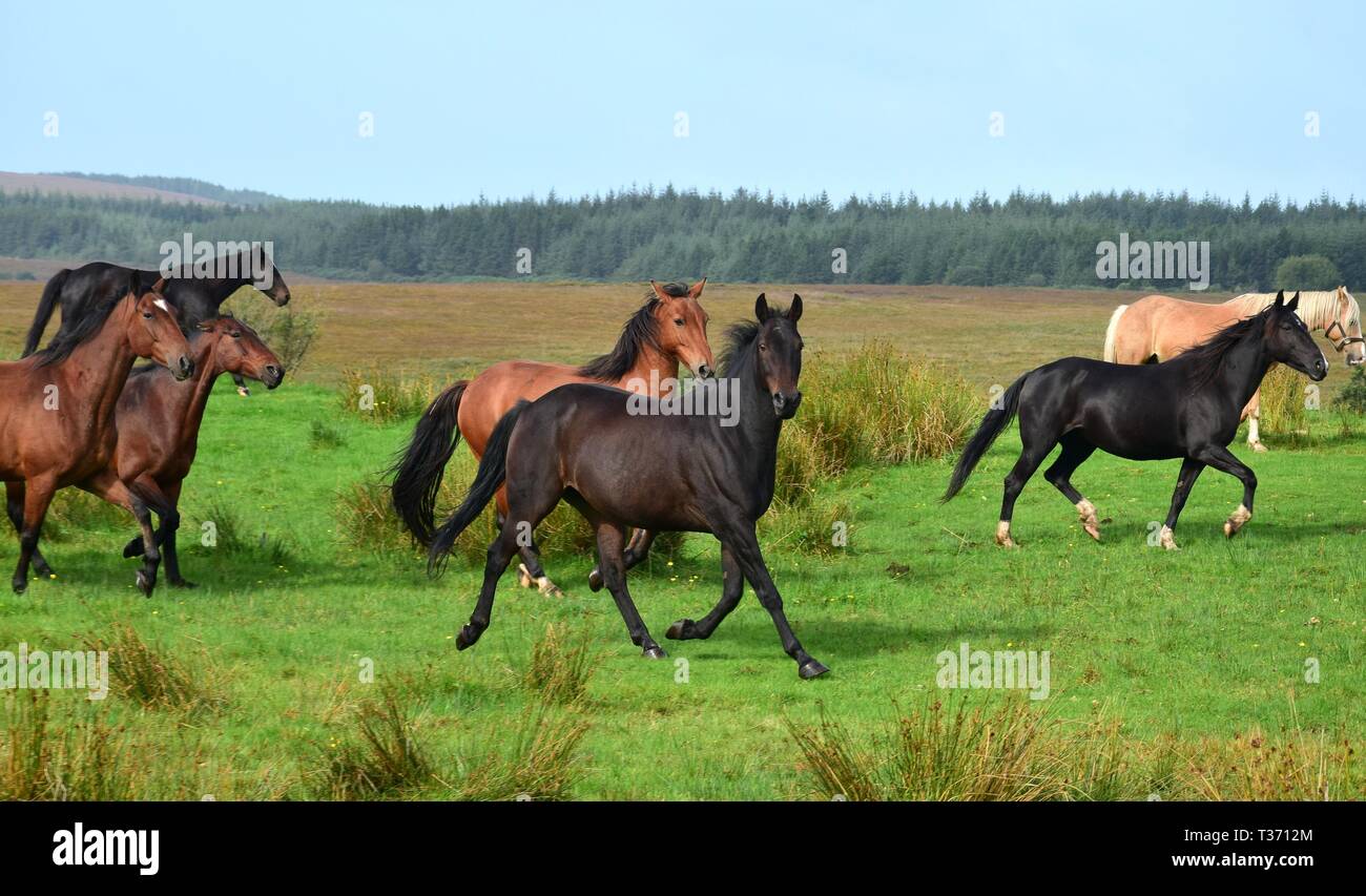 Eine Gruppe von Pferden auf einer Wiese in Irland läuft. Verschiedene Rassen und Farben. Landschaft im Hintergrund. Stockfoto