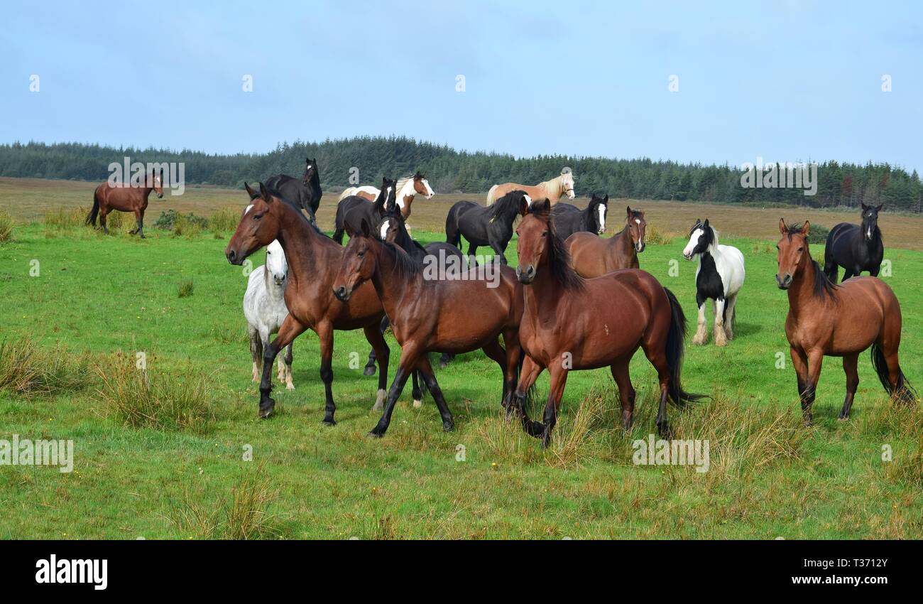 Eine Gruppe von Pferden auf einer Wiese in Irland läuft. Verschiedene Rassen und Farben. Landschaft im Hintergrund. Stockfoto