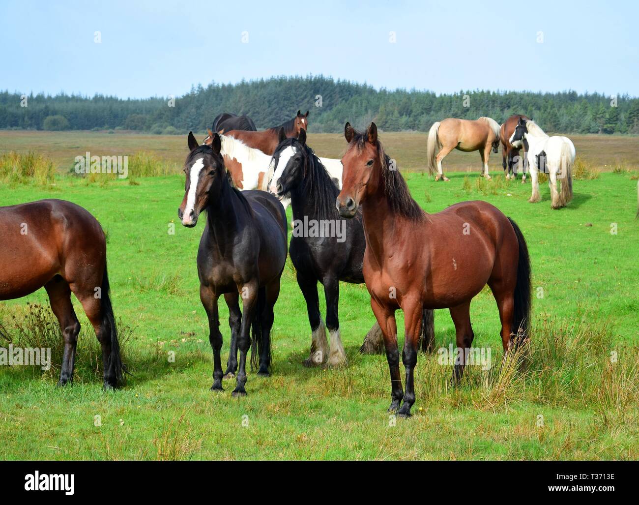 Pferde auf einer Wiese in Irland. Drei Pferde vor, aufmerksam in die gleiche Richtung schauen. Irische Landschaft im Hintergrund. Stockfoto