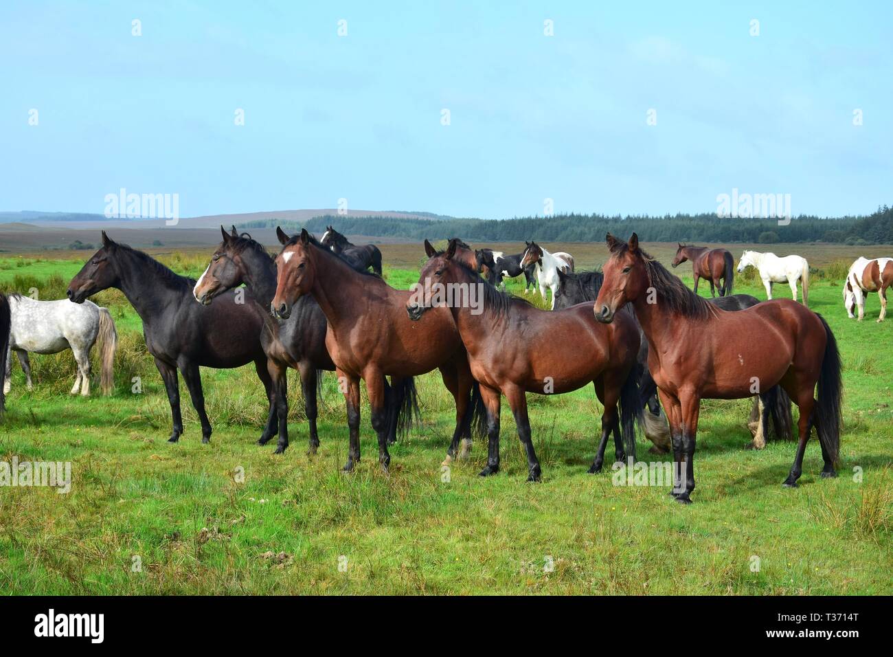 Eine Gruppe von Pferden in Irland, davon fünf in einer Reihe stehen und aufmerksam. Stockfoto
