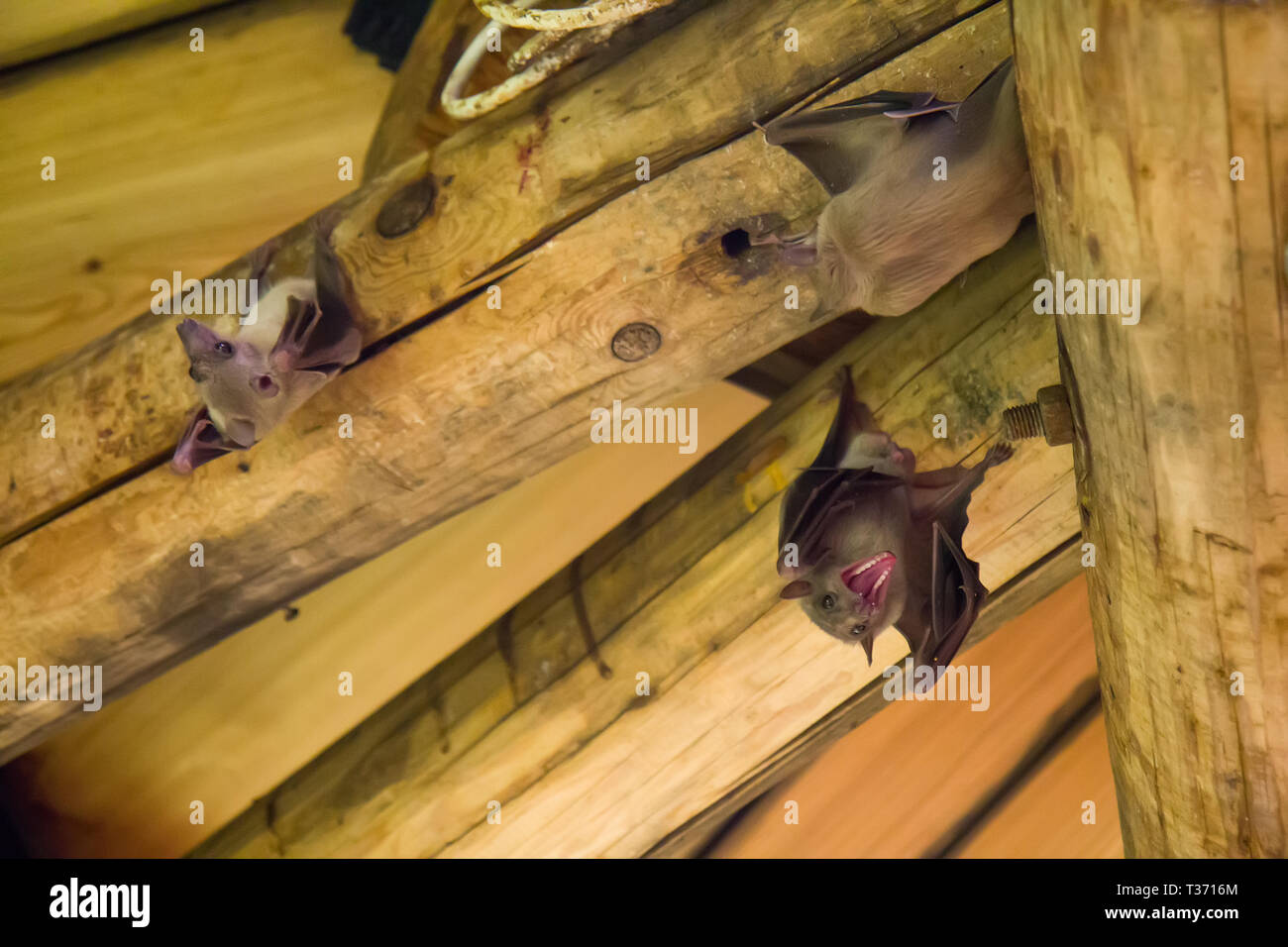 Close up Gruppe von kleine Fledermaus, hängen mit der Oberseite nach unten Stockfoto