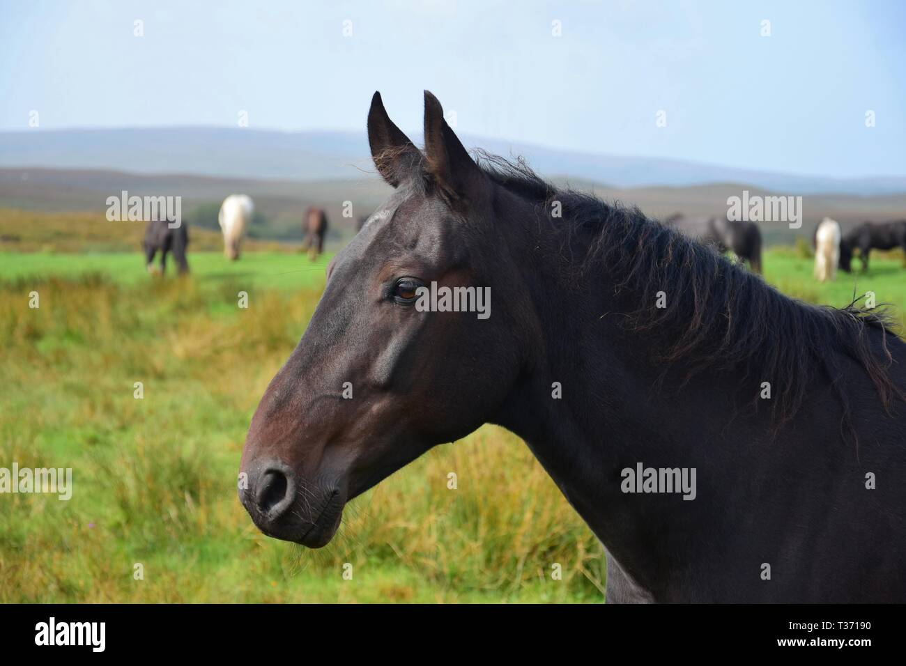 Porträt einer wunderschönen Dichtung braunes Pferd in Irland. Andere Pferde und irische Landschaft im Hintergrund. Stockfoto