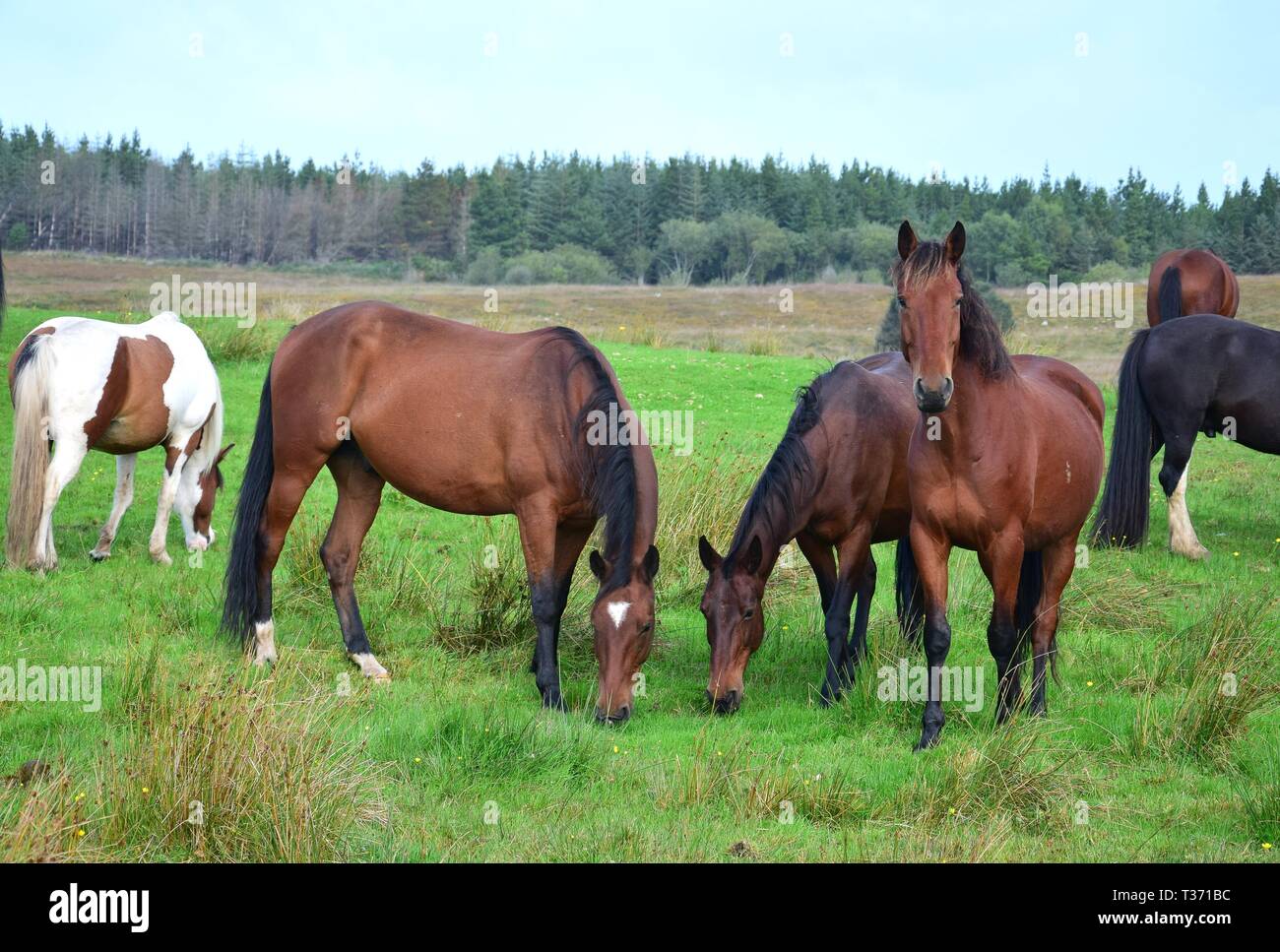 Eine Gruppe von Bay Pferde auf einer Wiese in Irland. Man sucht, zwei Weiden. Irische Landschaft im Hintergrund. Stockfoto