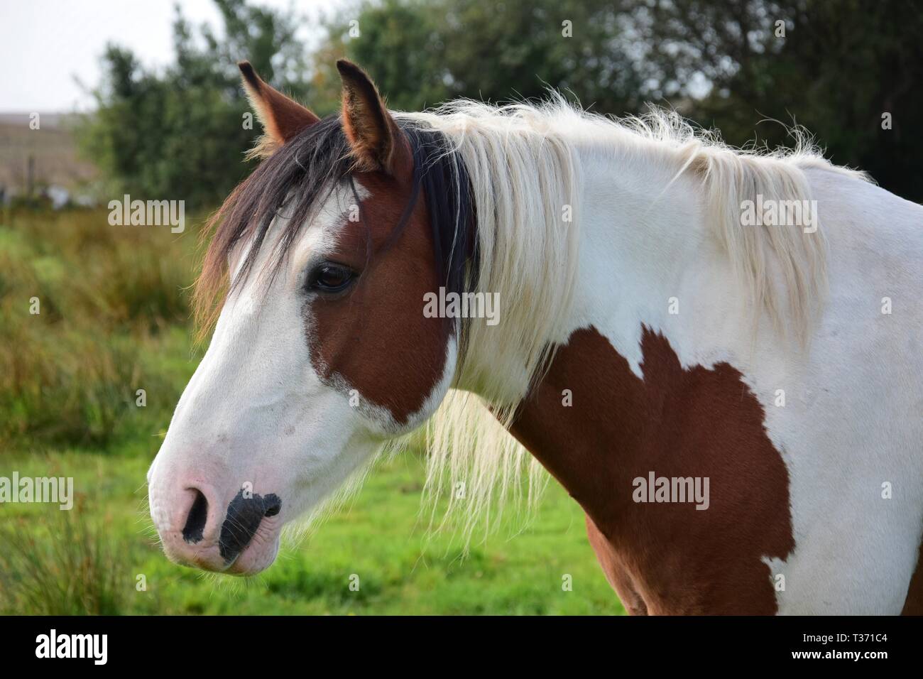 Porträt einer schönen Pinto horse in Irland. Landschaft im Hintergrund. Stockfoto