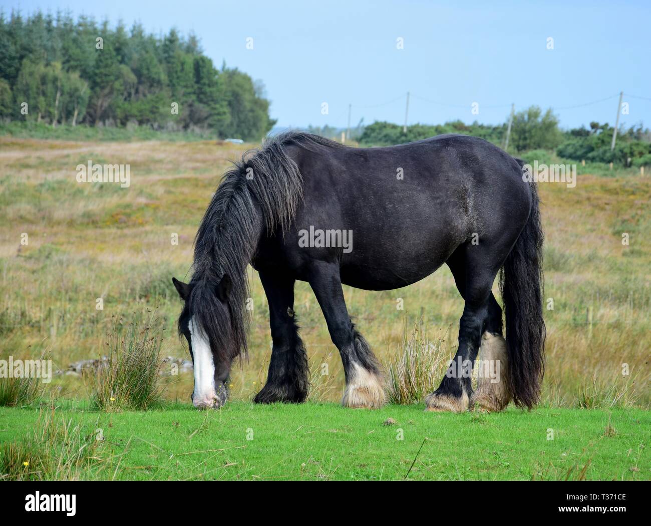 Beweidung schwarzes Pferd in Irland. Landschaft im Hintergrund. Stockfoto
