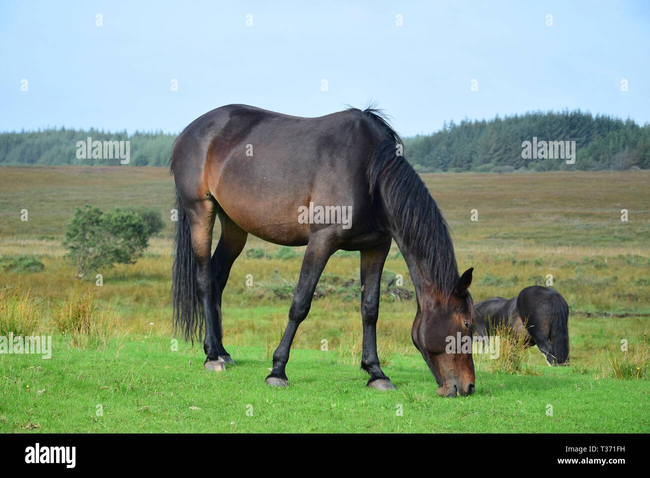Beweidung Bay Horse in Irland. Schöne Landschaft und ein anderes Pferd im Hintergrund. Stockfoto
