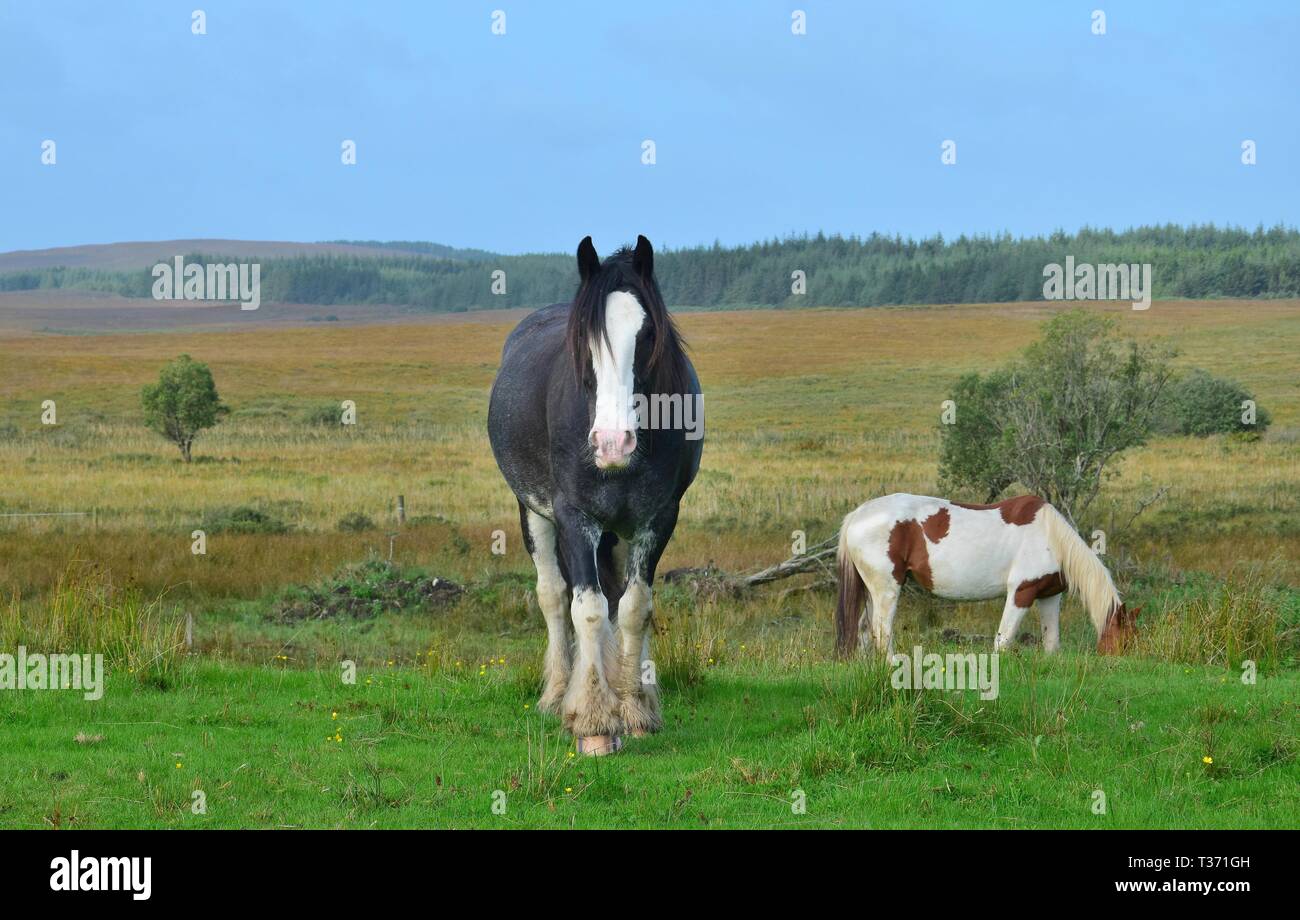 Schöne schwarze Pferd in Irland. Ein Pinto im Hintergrund. Schöne irische Landschaft. Stockfoto