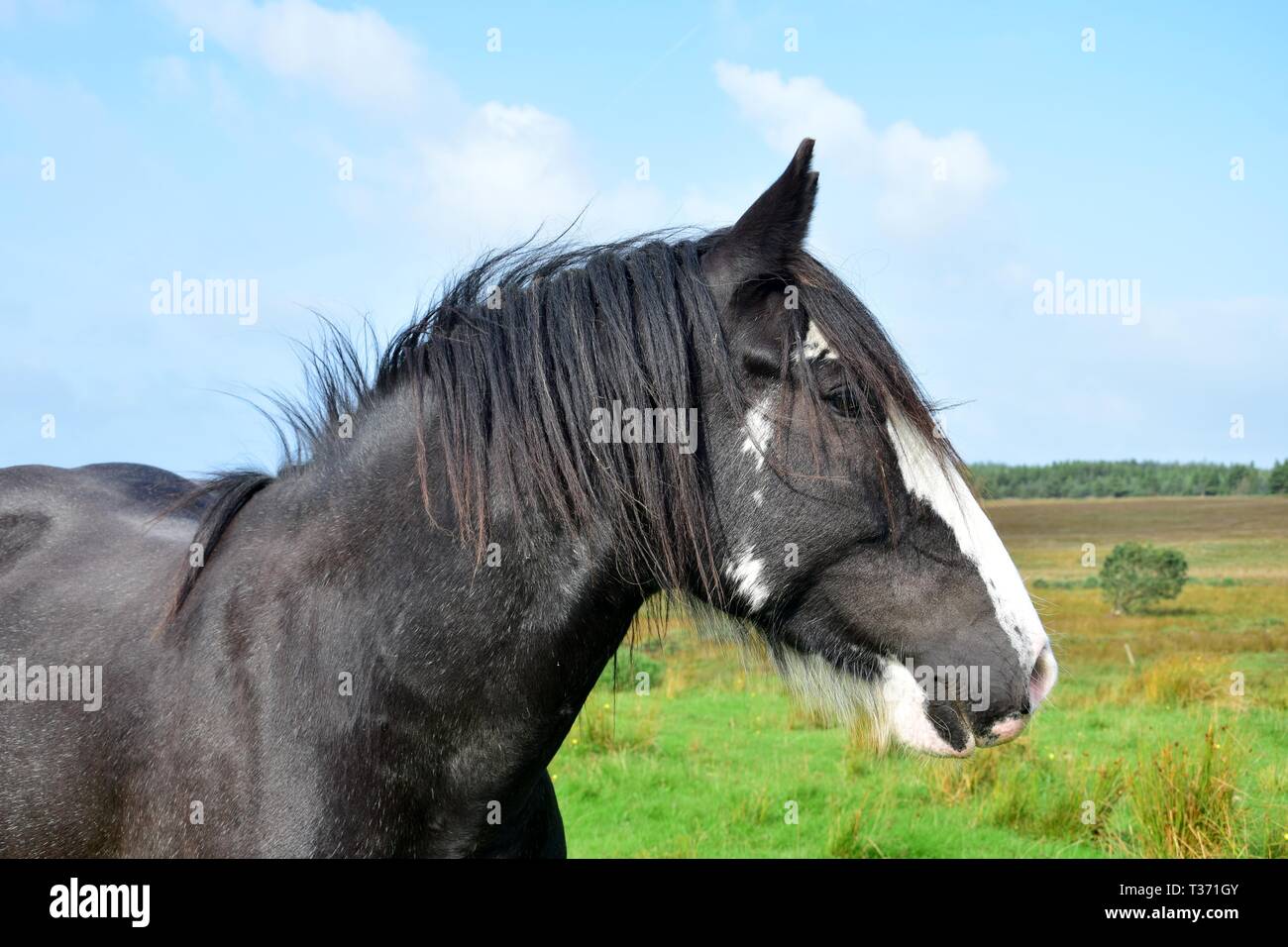 Porträt einer wunderschönen schwarzen Pferd in Irland. Landschaft im Hintergrund. Stockfoto