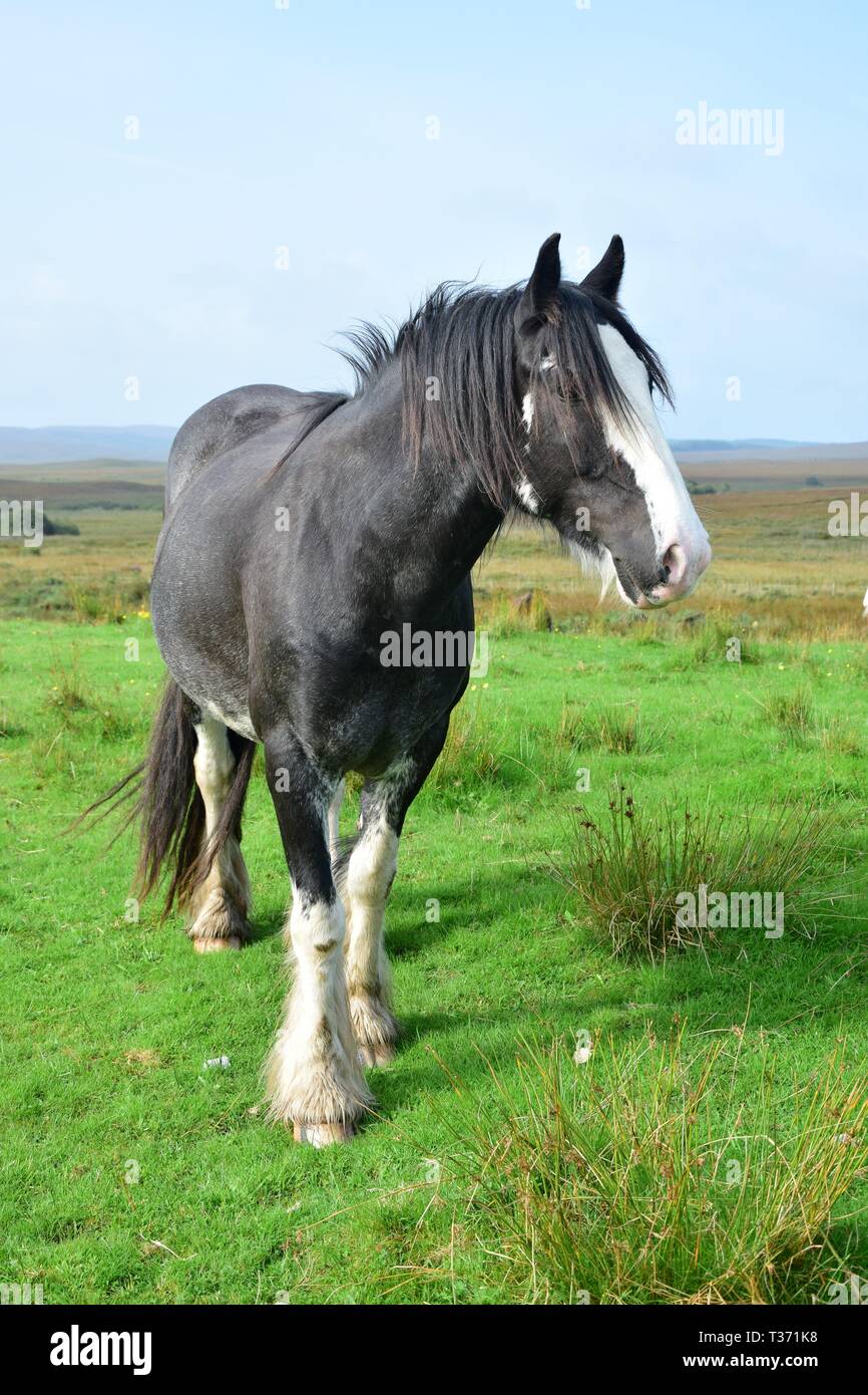 Schöne schwarze Pferd in Irland. Landschaft im Hintergrund. Stockfoto