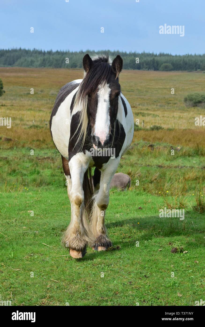 Wunderschöne piebald Pferd in Irland. Landschaft im Hintergrund. Stockfoto