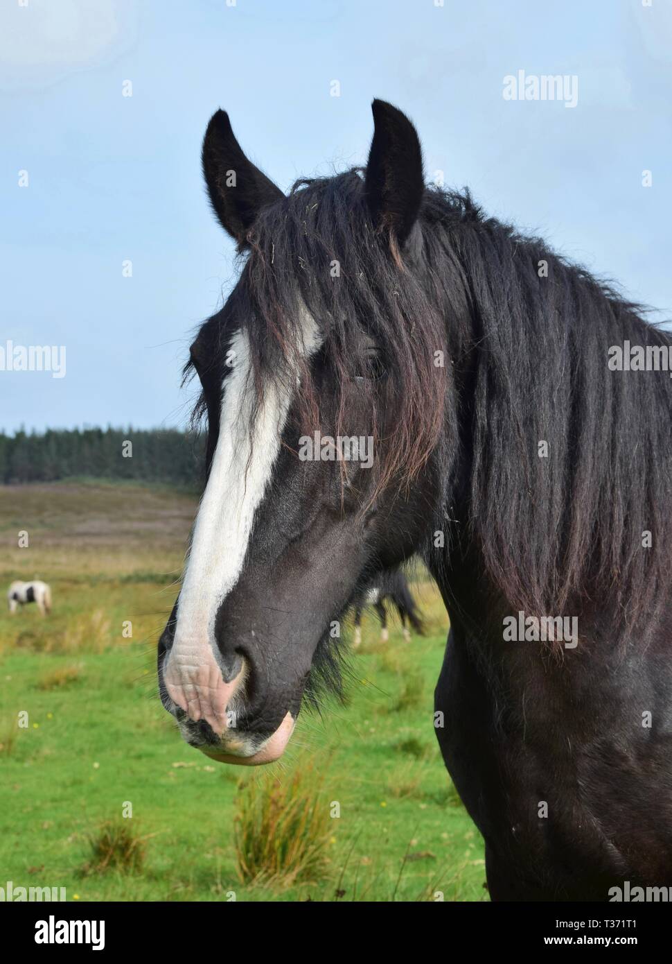 Porträt einer wunderschönen schwarzen Pferd in Irland. Landschaft im Hintergrund. Stockfoto