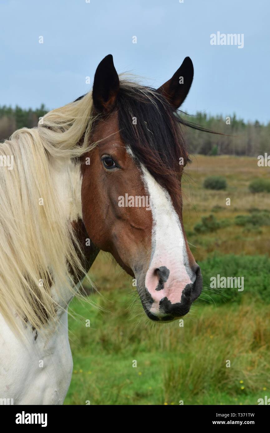 Porträt einer schönen Pinto horse in Irland. Landschaft im Hintergrund. Stockfoto