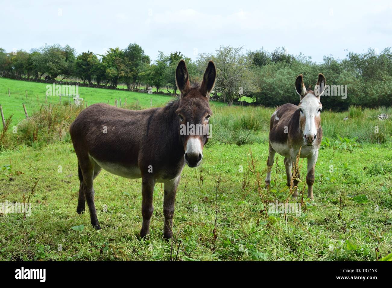 Zwei Esel auf einer Wiese in Irland, ein braunes und ein piebald. Landschaft im Hintergrund. Stockfoto