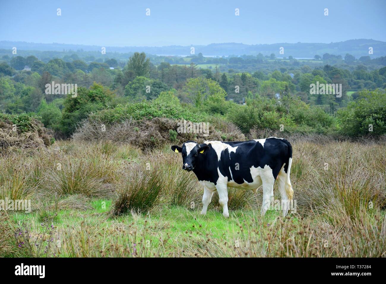 Eine schwarze und weiße Kühe auf einer Wiese in Irland mit Landschaft im Hintergrund. Stockfoto