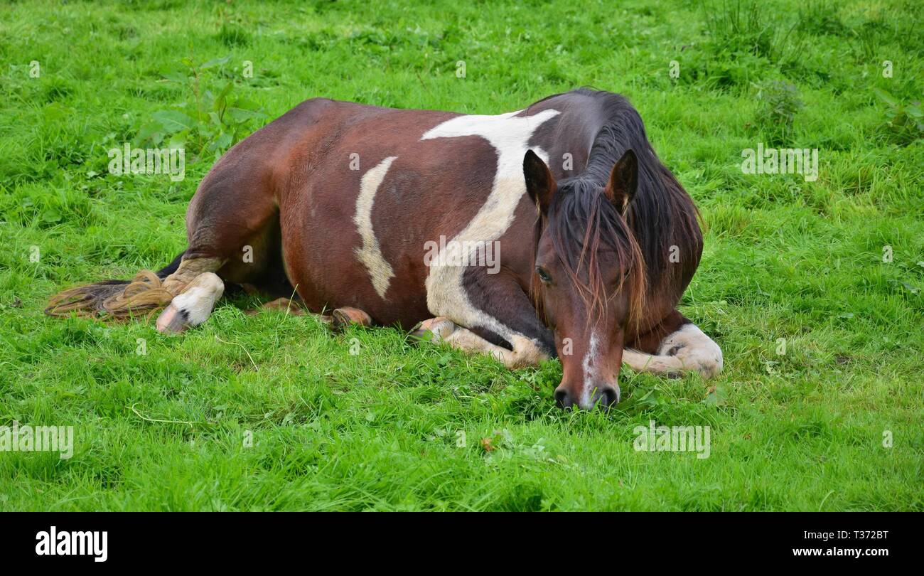 Eine entspannte piebald Pferd im Gras und Weiden liegen. Stockfoto