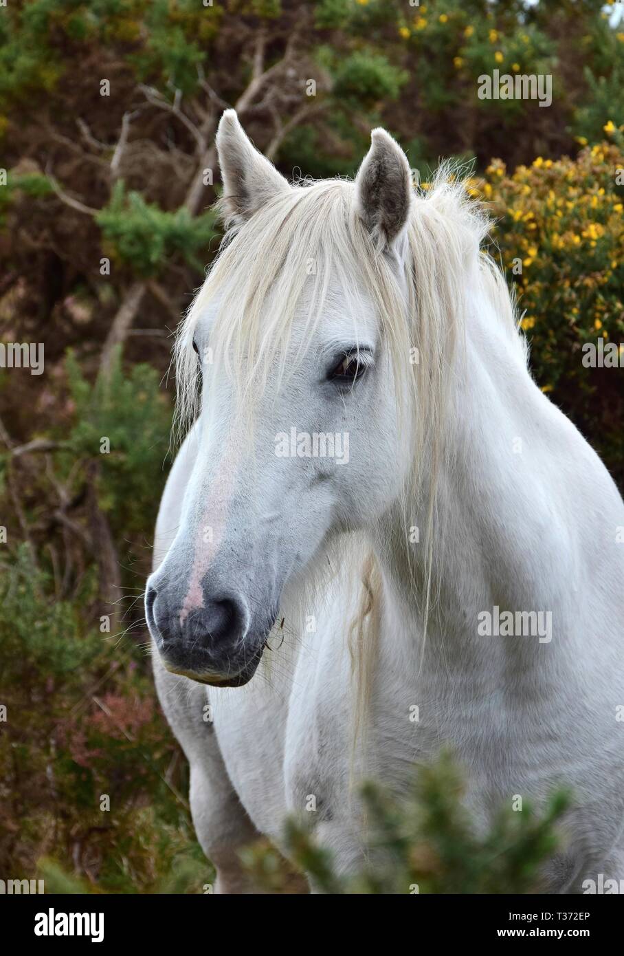 Porträt einer wunderschönen weissen Pferd in Irland. Buchsen mit gelben Blüten im Hintergrund. Stockfoto