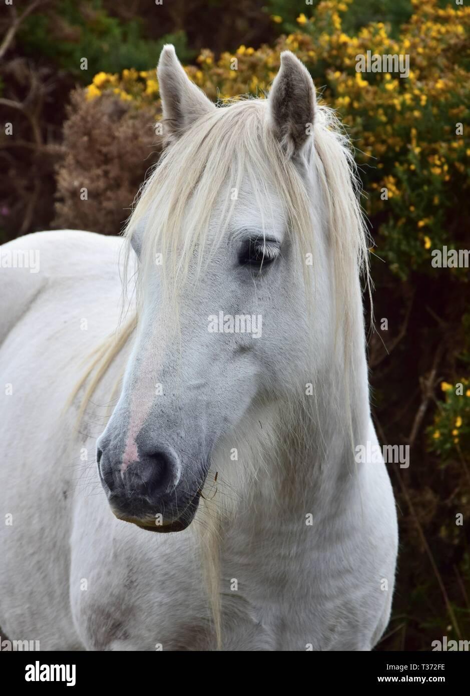 Porträt einer wunderschönen weissen Pferd in Irland. Buchsen mit gelben Blüten im Hintergrund. Stockfoto