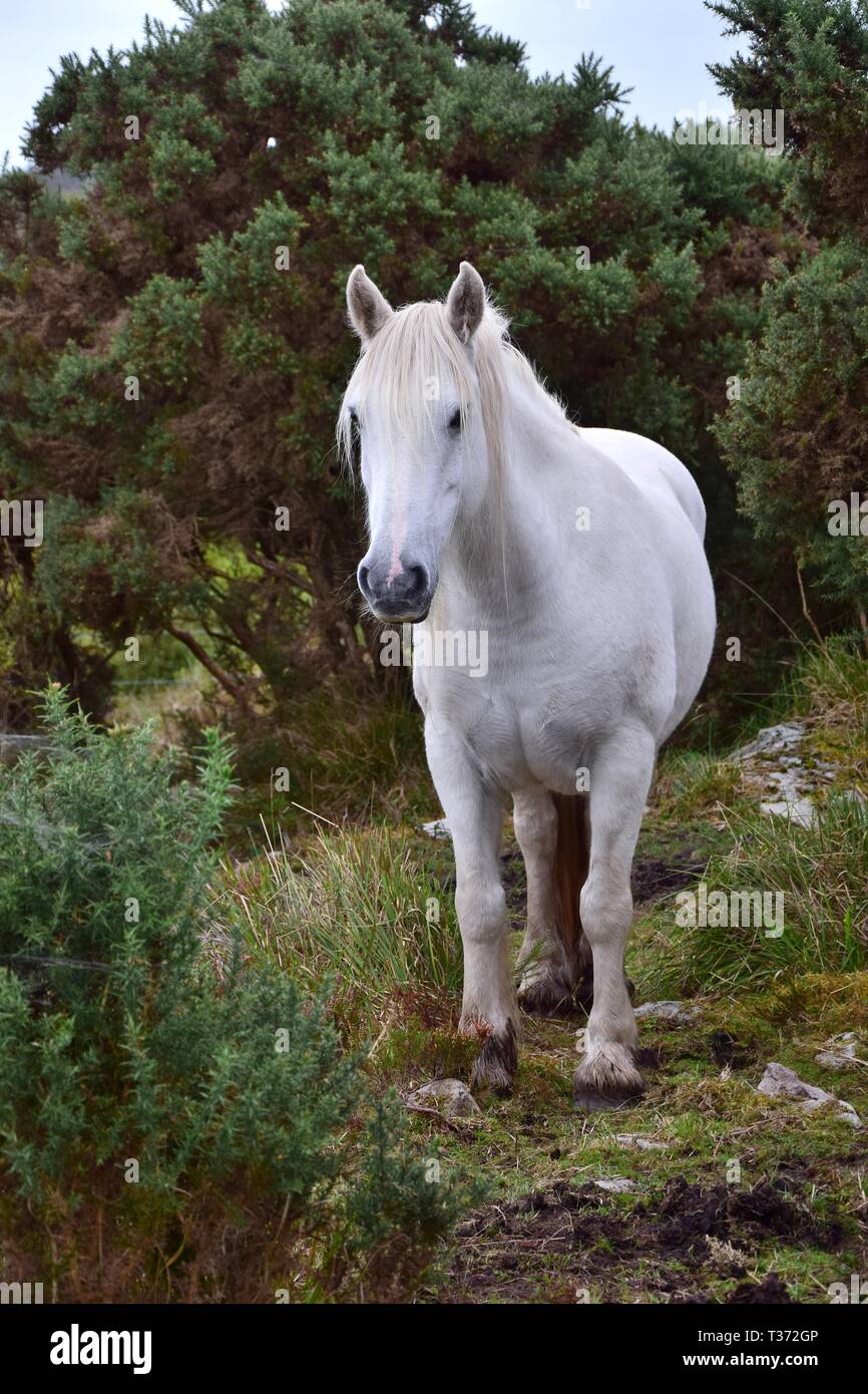 Schönen weißen Pferd in Irland. Büsche und anderer Vegetation im Hintergrund. Stockfoto