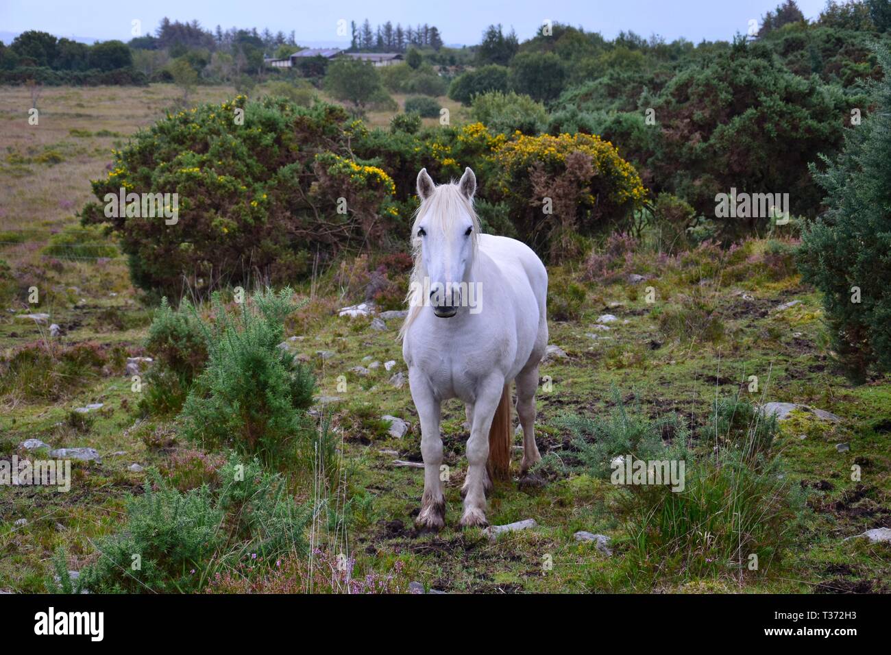 Schönen weißen Pferd in Irland. Blühenden Sträuchern und anderer Vegetation im Hintergrund. Stockfoto