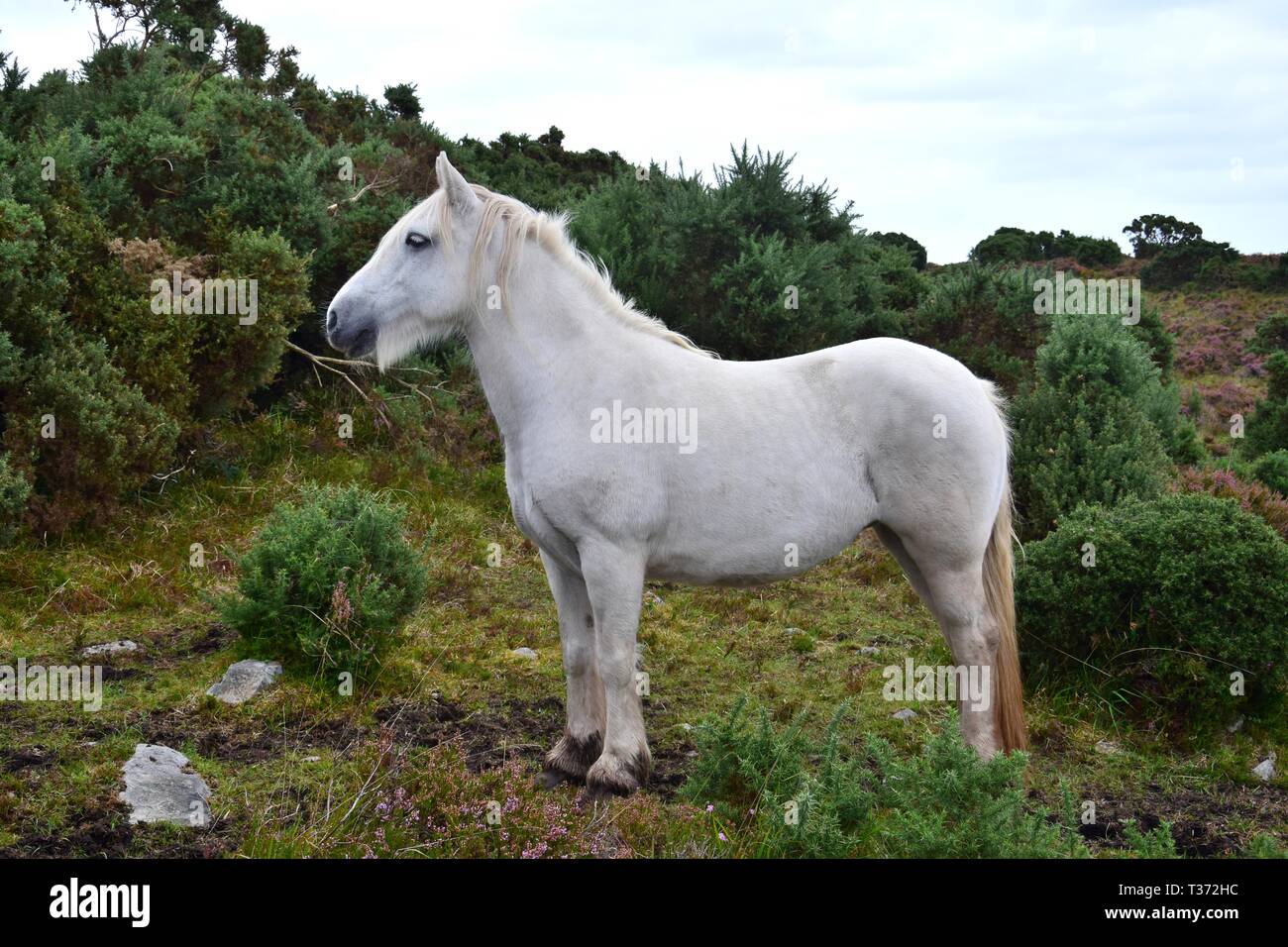 Schönen weißen Pferd in Irland. Büsche und anderer Vegetation im Hintergrund. Stockfoto