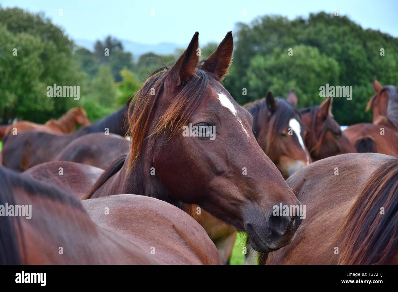 Porträt einer dunkle Kastanie Pferd inmitten andere Pferde. Irland. Stockfoto