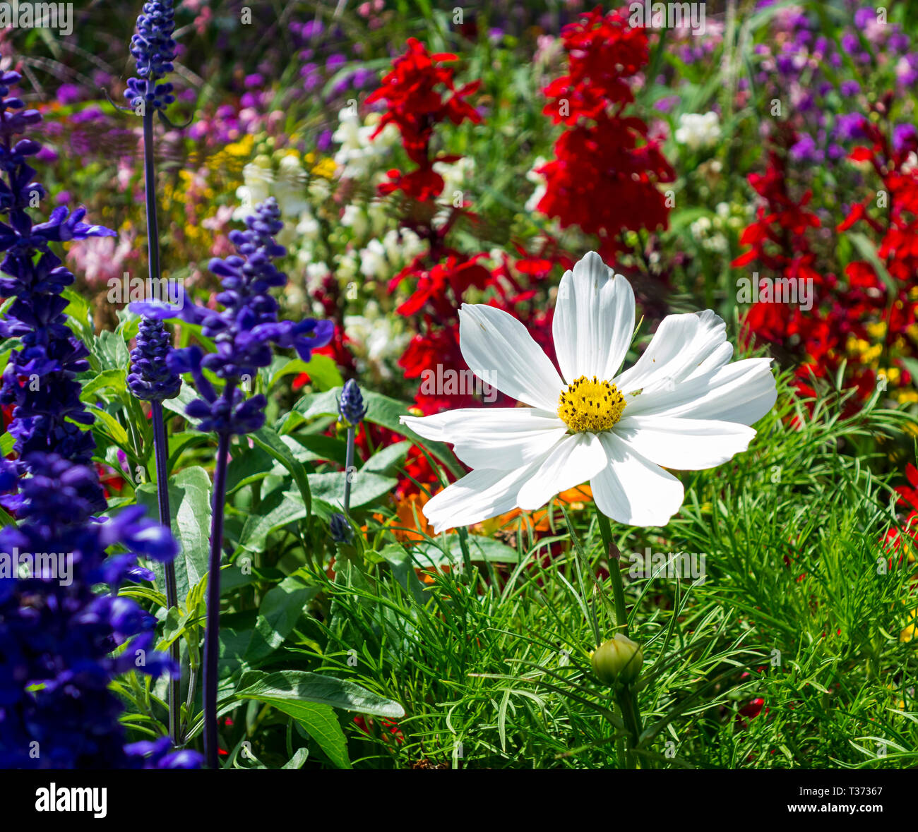 Üppigen Blumenbeeten im Sommergarten. Einen sonnigen Tag. Stockfoto