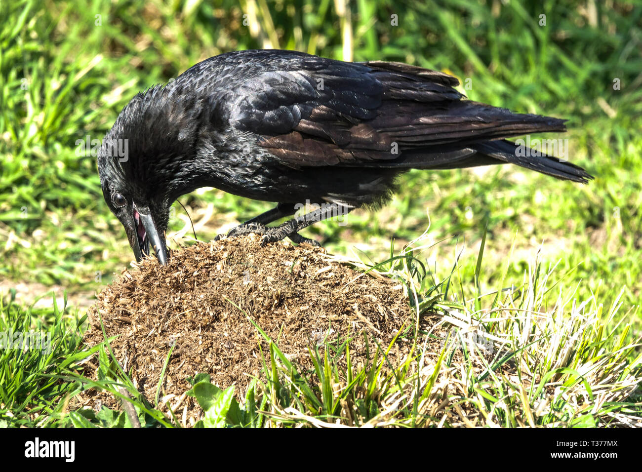 Aaskrähe auf einem Maulwurf, Urban, Bird, City Stockfoto