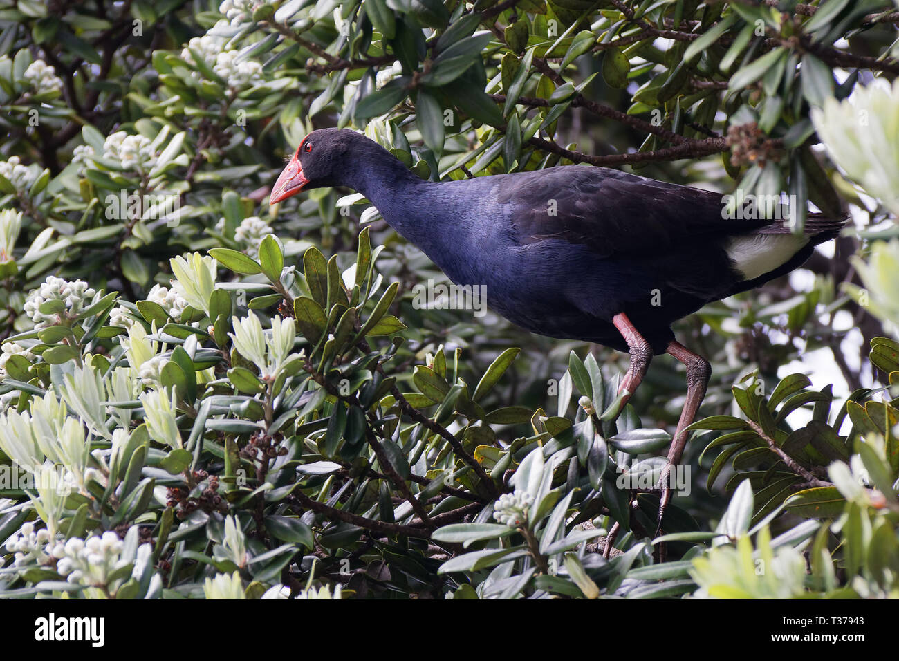 Nach Pukeko ein pohutukawa Baum. Neuseeland. Stockfoto