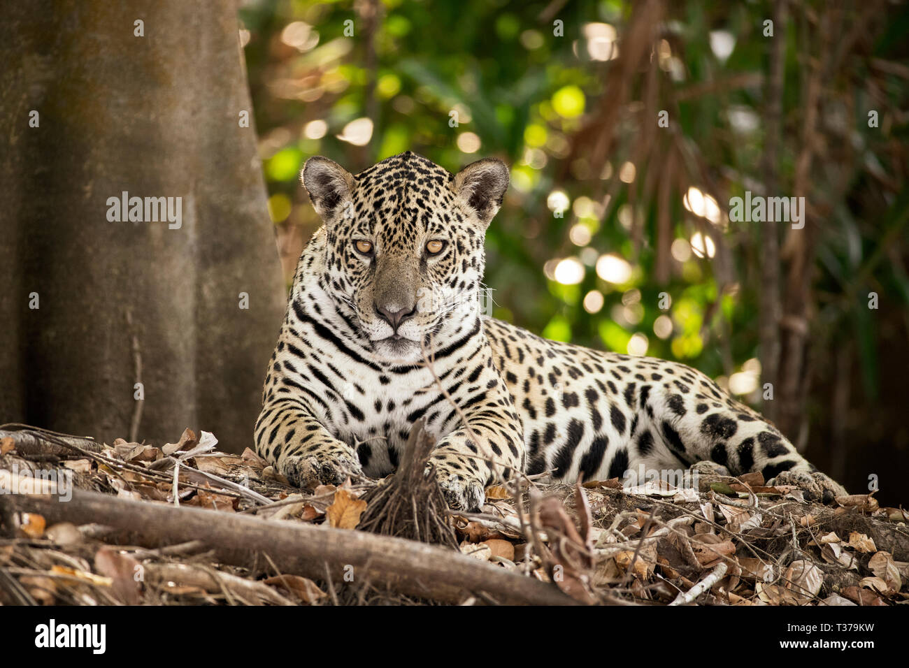 Jaguar Panthera onca, Pantanal, Mato Grosso, Brasilien Stockfoto