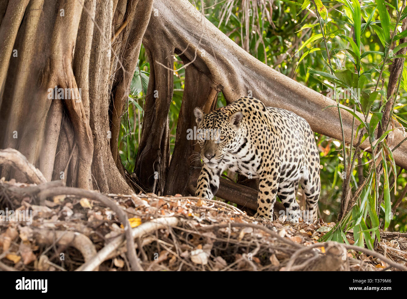 Jaguar Panthera onca, Pantanal, Mato Grosso, Brasilien Stockfoto