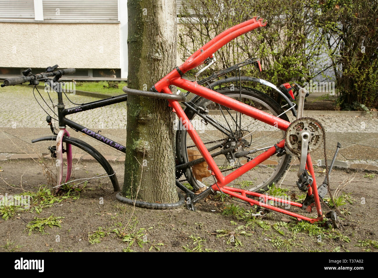 Alte Fahrrader Mit Vielen Fehlenden Komponenten Zerstort Aber Immer Noch An Einen Baum Berlin Deutschland Gesperrt Stockfotografie Alamy