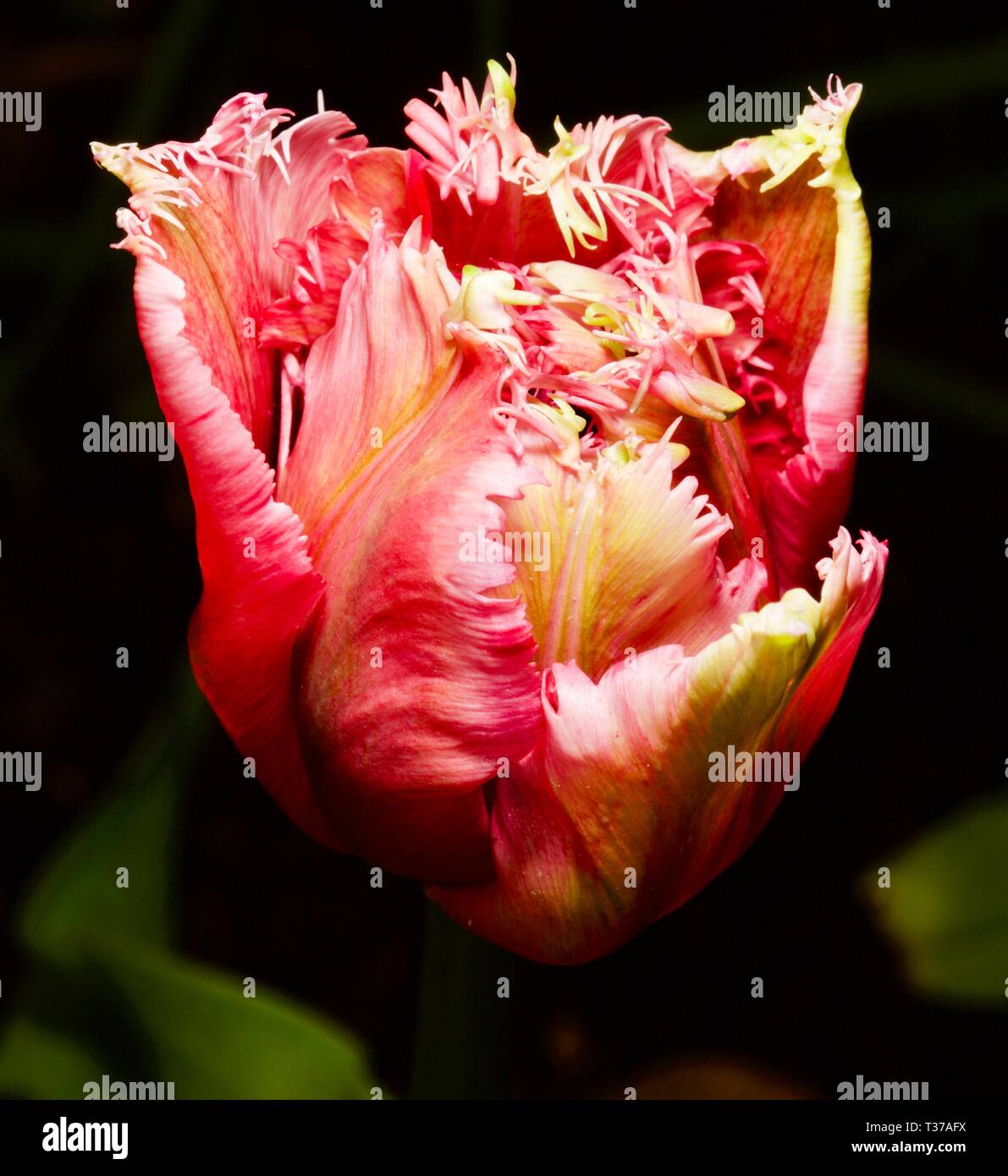 Schöne bunte Papagei Tulpe Stockfoto