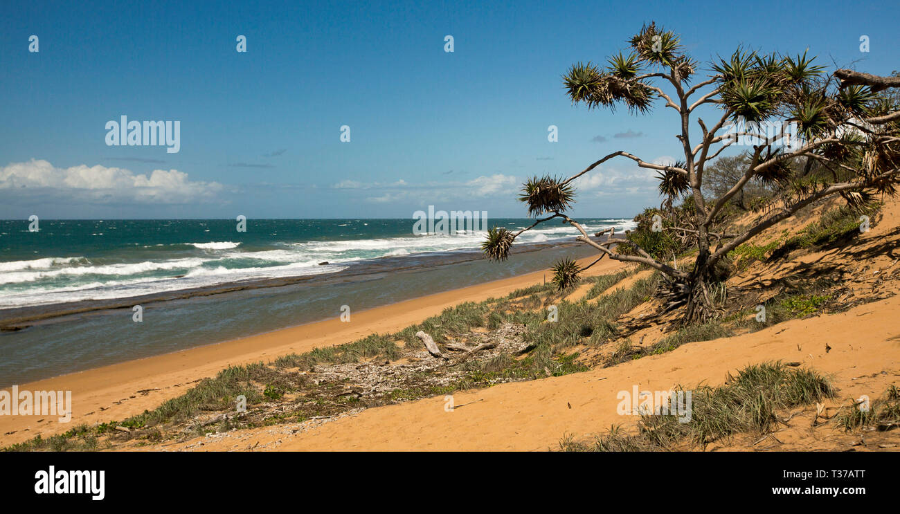 Panoramablick über weite menschenleere Sandstrand mit Dünen und windgepeitschten Vegetation unter blauen Himmel bei Deepwater National Park Queensland Australien gesäumt Stockfoto